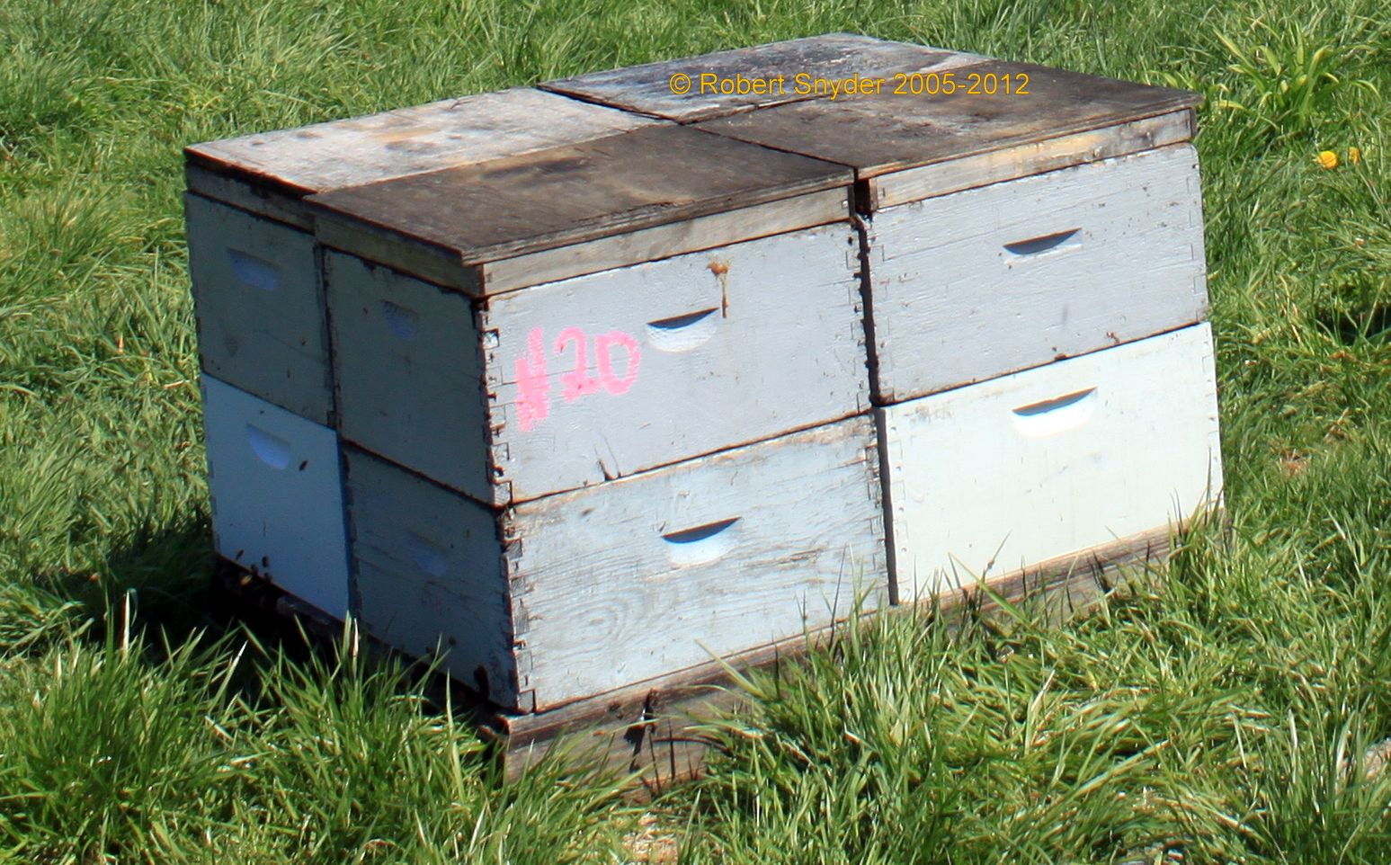 Four hives on pallet for movement; photo by Robert Snyder